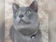 Tom 