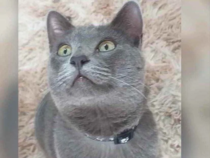 Gato ra a SRD  idade 2 a 6 meses nome Tom 