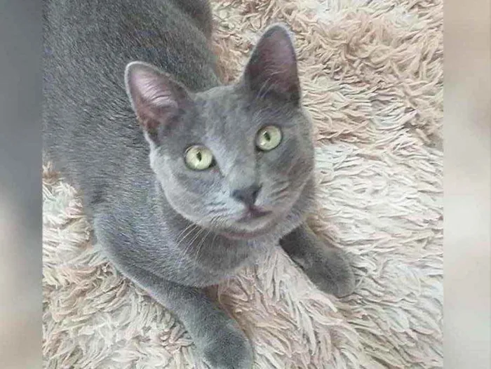 Gato ra a SRD  idade 2 a 6 meses nome Tom 
