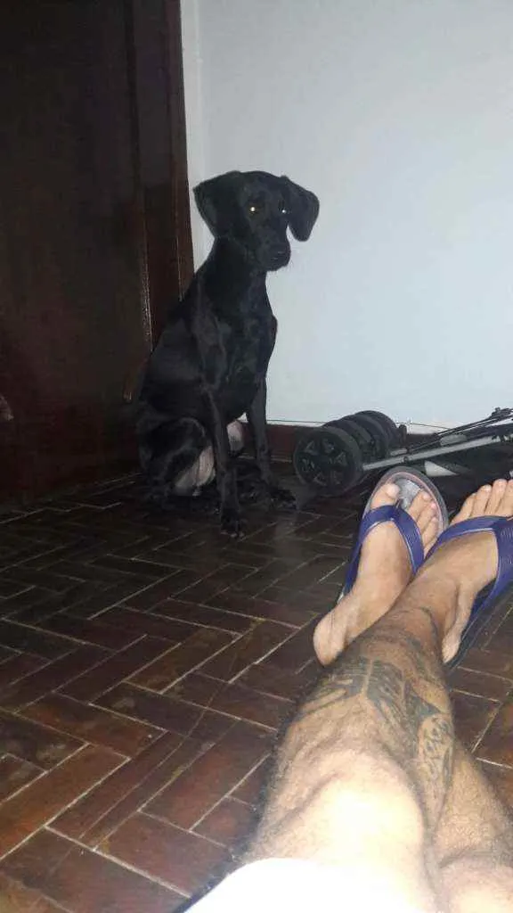 Cachorro ra a Waimairaner mestiço idade 7 a 11 meses nome Joaquim