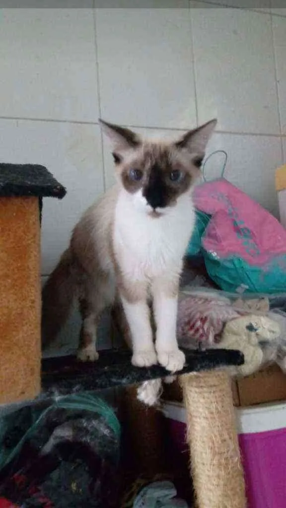 Gato ra a SRD idade 7 a 11 meses nome Nikita
