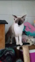 Nikita