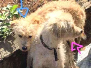 Cachorro raça srd idade 3 anos nome Limão e Mel