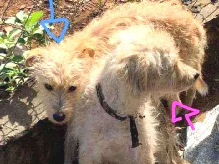 Cachorro ra a srd idade 3 anos nome Limão e Mel