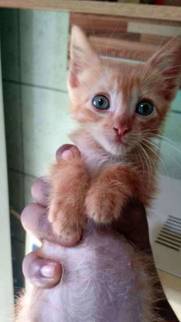 Gato ra a Não sei idade 2 a 6 meses nome Ageu