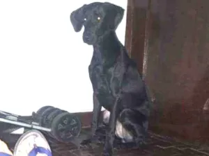 Cachorro raça Waimairaner mestiço idade 7 a 11 meses nome Joaquim