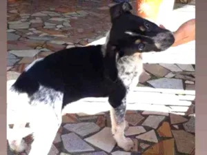 Cachorro raça Srd idade 2 a 6 meses nome Fêmea
