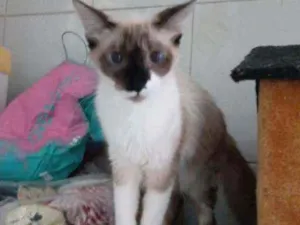 Gato raça SRD idade 7 a 11 meses nome Nikita