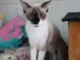 Nikita