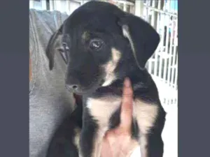 Cachorro raça Srd idade 2 a 6 meses nome Macho 