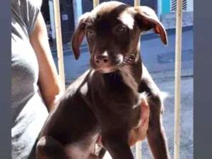 Cachorro raça Srd idade 2 a 6 meses nome Macho 