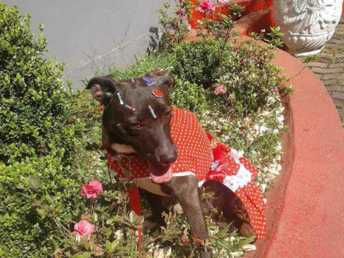 Cachorro ra a SRD idade 1 ano nome Neguinha / Pedrita