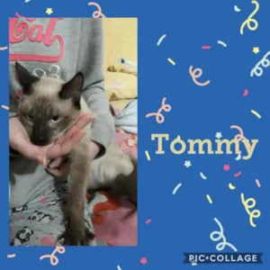 Gato raça SRD  idade 2 a 6 meses nome Jonny 