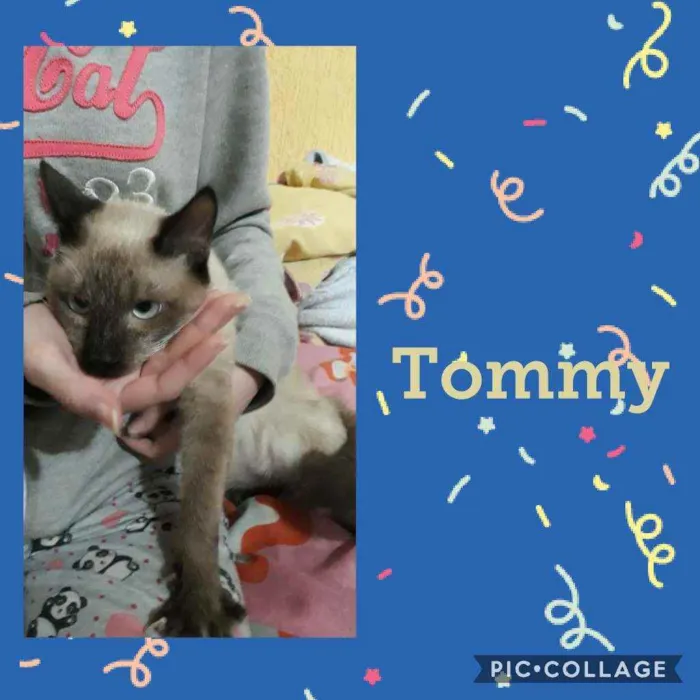 Gato raça SRD  idade 2 a 6 meses nome Jonny 