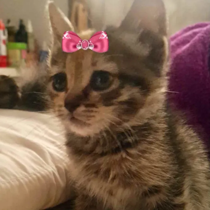 Gato ra a SRD  idade 2 a 6 meses nome Minnie 