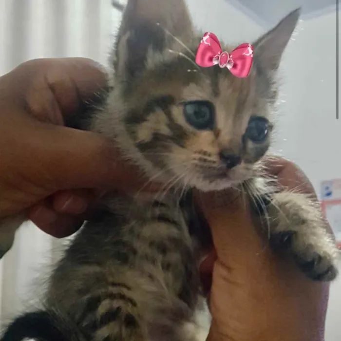 Gato ra a SRD  idade 2 a 6 meses nome Minnie 