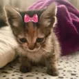 Minnie 