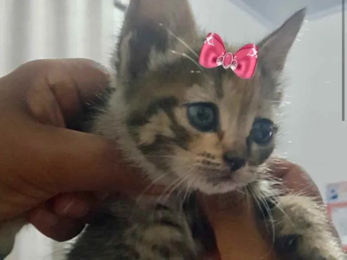 Gato ra a SRD  idade 2 a 6 meses nome Minnie 