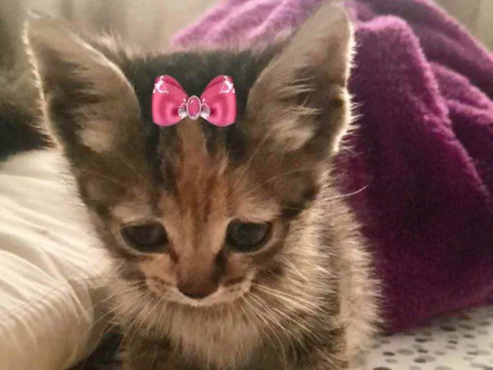Gato ra a SRD  idade 2 a 6 meses nome Minnie 