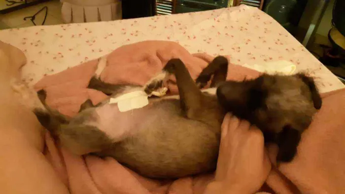 Cachorro ra a srd idade 3 anos nome Fumacinha