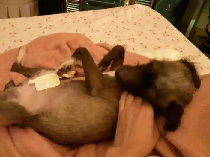 Cachorro ra a srd idade 3 anos nome Fumacinha