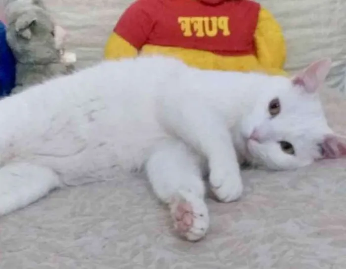 Gato ra a SRD  idade 7 a 11 meses nome Branquinho 