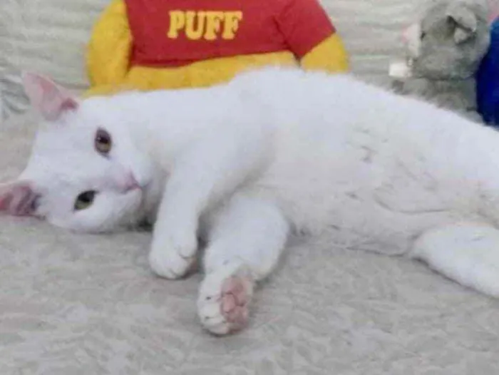 Gato ra a SRD  idade 7 a 11 meses nome Branquinho 