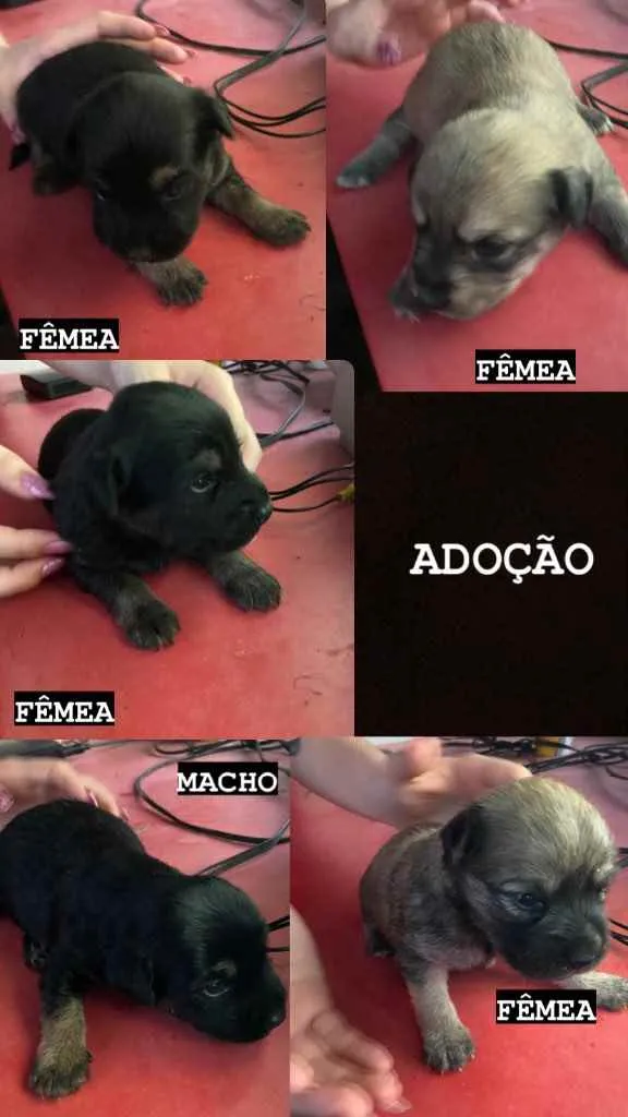 Cachorro raça  idade Abaixo de 2 meses nome Sem nome