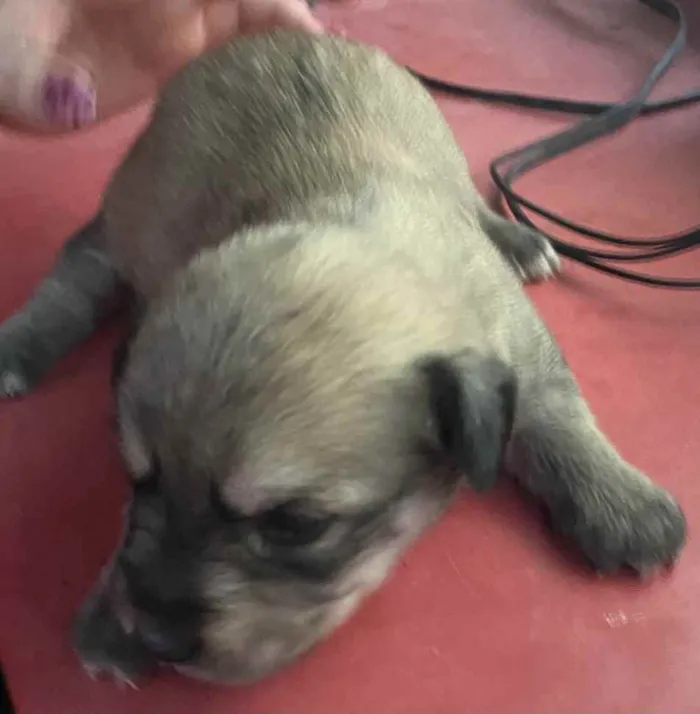 Cachorro raça  idade Abaixo de 2 meses nome Sem nome