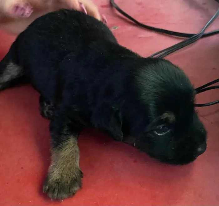 Cachorro raça  idade Abaixo de 2 meses nome Sem nome