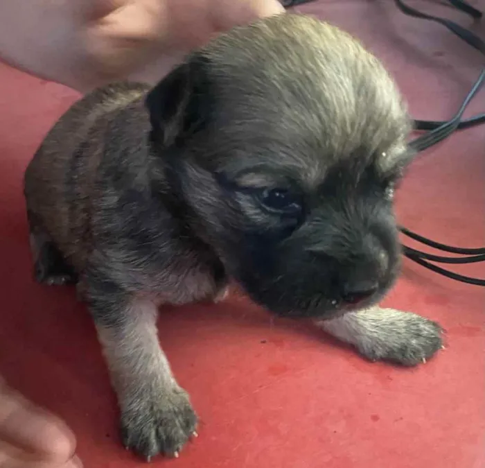Cachorro raça  idade Abaixo de 2 meses nome Sem nome