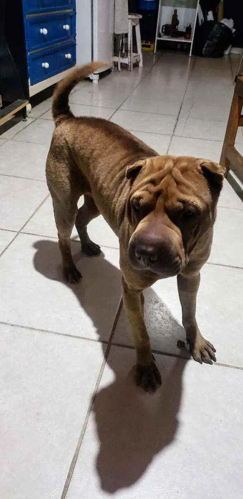 Cachorro ra a Shar Pei idade 4 anos nome Kira