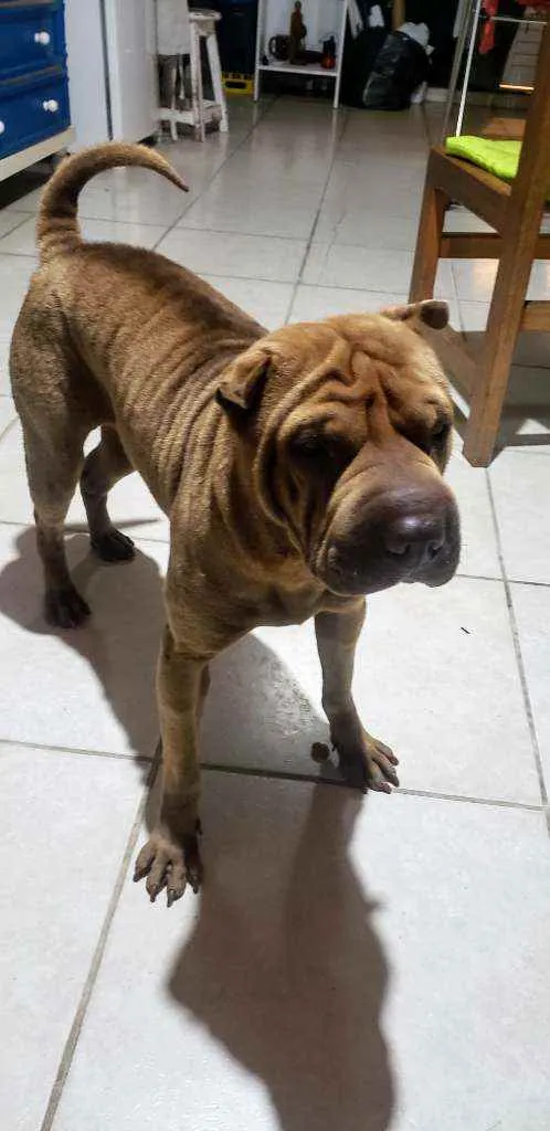 Cachorro ra a Shar Pei idade 4 anos nome Kira