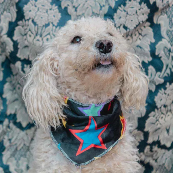 Cachorro ra a SRD idade 4 anos nome Romeu