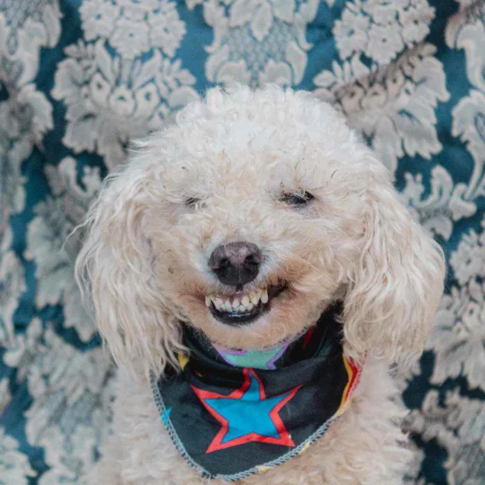 Cachorro ra a SRD idade 4 anos nome Romeu