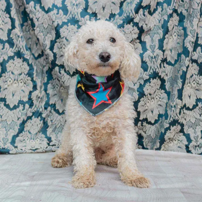 Cachorro ra a SRD idade 4 anos nome Romeu