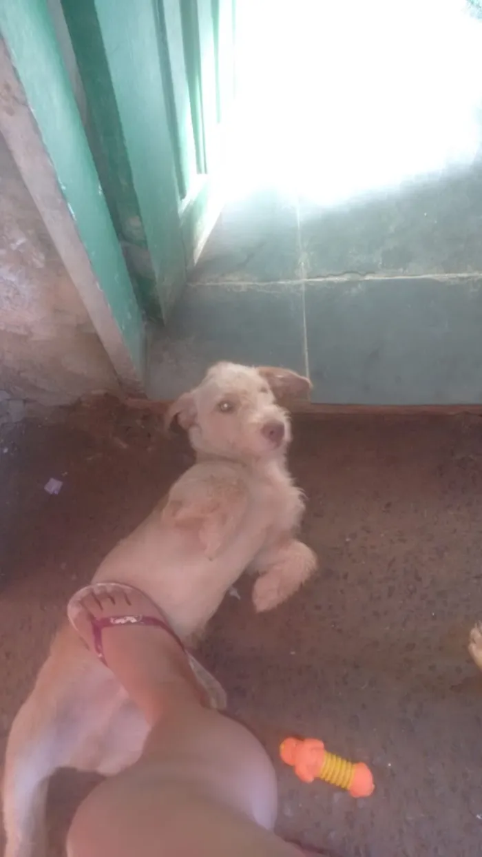 Cachorro raça Indefinida idade 4 anos nome Thor