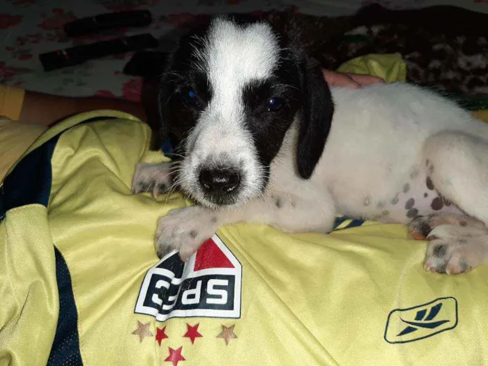 Cachorro ra a Mestiça  idade 2 a 6 meses nome Mary Jane