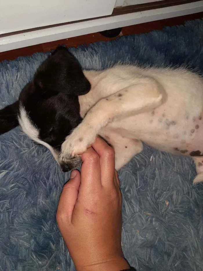 Cachorro ra a Mestiça  idade 2 a 6 meses nome Mary Jane