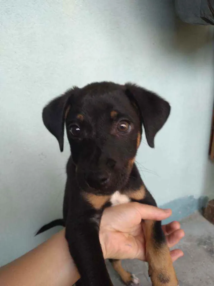 Cachorro ra a  idade 2 a 6 meses nome Lasanha