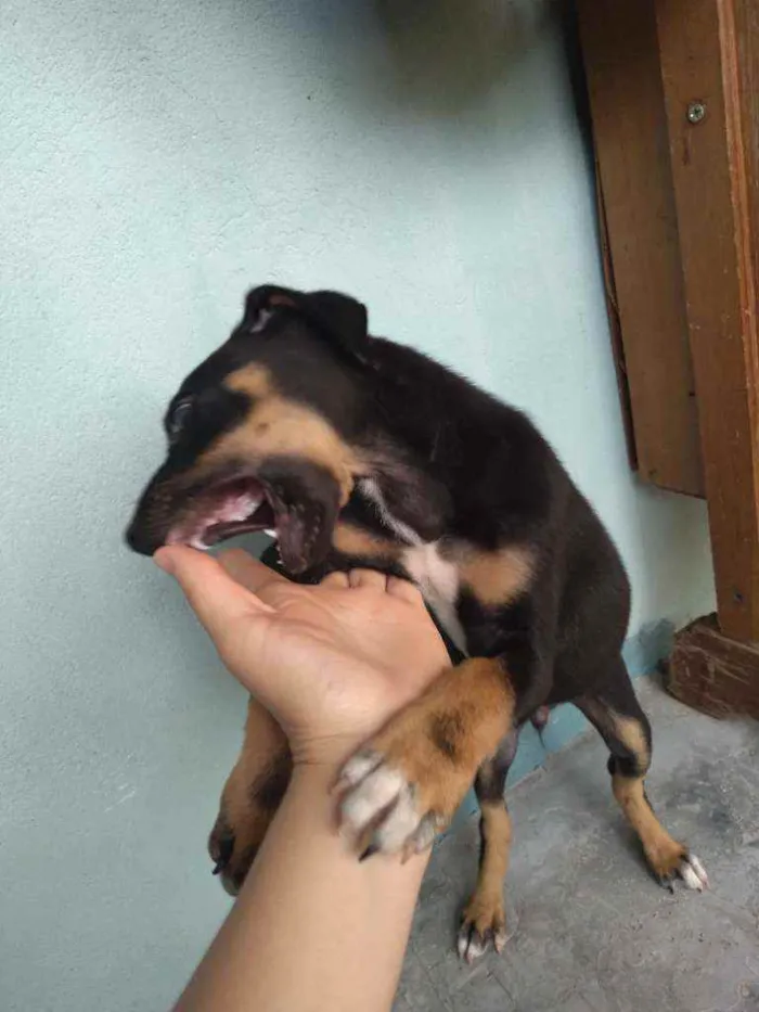 Cachorro ra a  idade 2 a 6 meses nome Lasanha