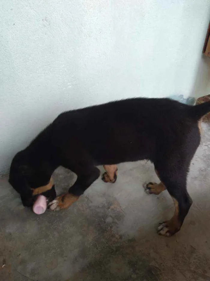 Cachorro ra a  idade 2 a 6 meses nome Lasanha