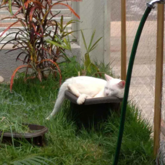 Gato ra a VL idade 2 anos nome Fantasma