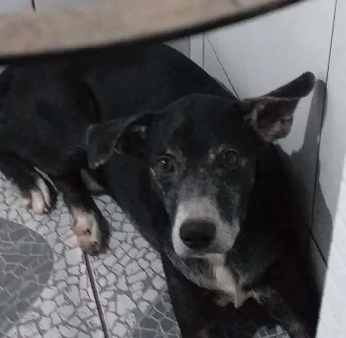 Cachorro raça Mista idade 6 ou mais anos nome Pretinho