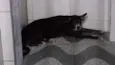Pretinho