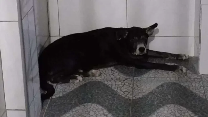 Cachorro raça Mista idade 6 ou mais anos nome Pretinho