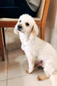 Remo