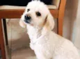 Remo