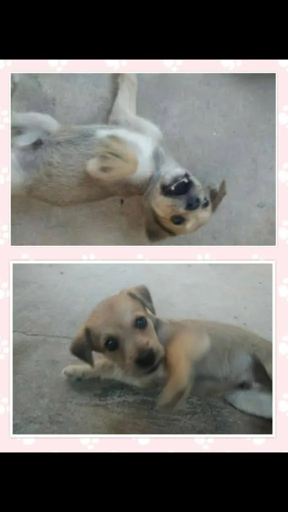 Cachorro raça SRD-ViraLata idade 2 a 6 meses nome Xerife