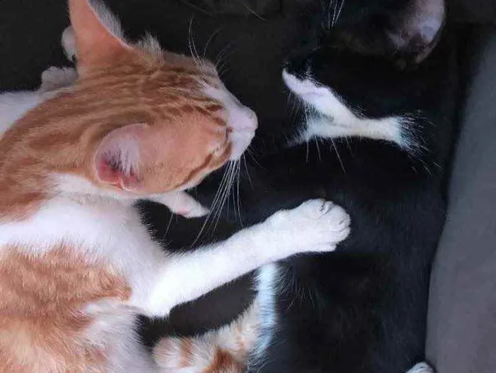 Gato ra a Mestiços idade 7 a 11 meses nome Alfredo e rochelle 